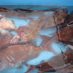 地場魚貝料理 吞海