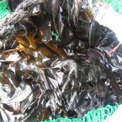 地場魚貝料理 吞海