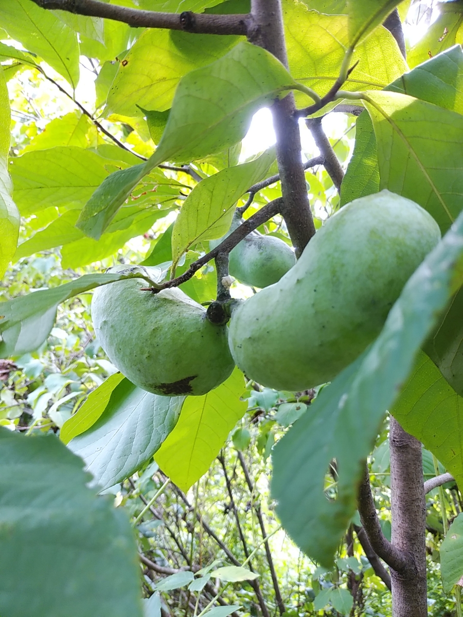 fusanen